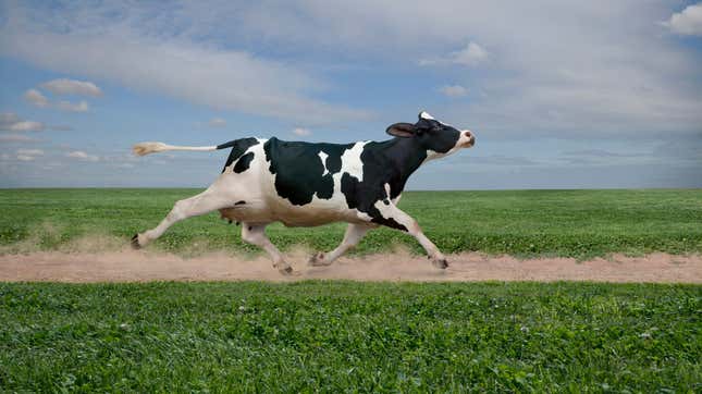 Cartoonish image of cow running across a pasture