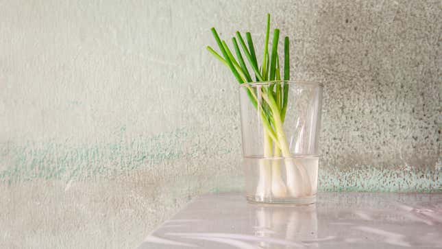 Image for article titled Regrow Scallions in a Cup of Water