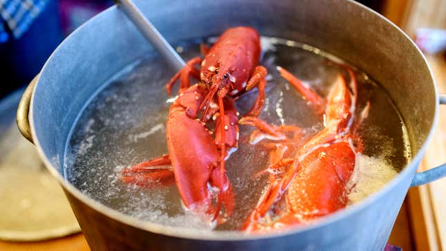 Image for article titled Maine Residents Placed Under Boil Lobster Advisory
