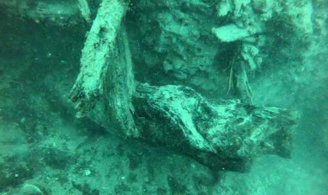 Este bosque oculto bajo el mar tiene 60.000 años y las criaturas que viven en él pueden revolucionar la medicina