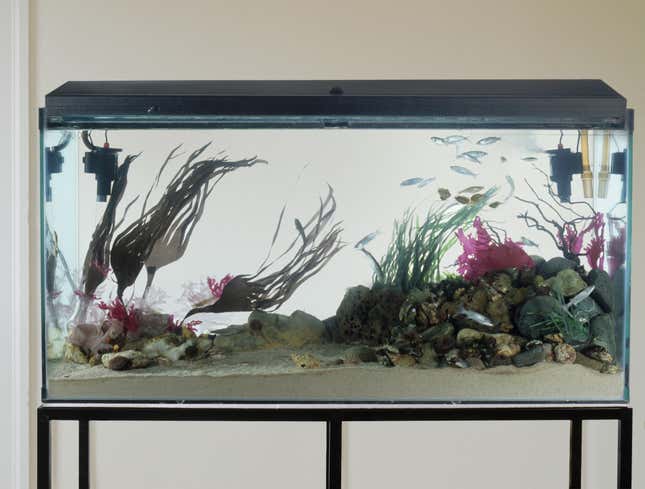 Image for article titled Right Side Of Fish Tank Where All The Action At