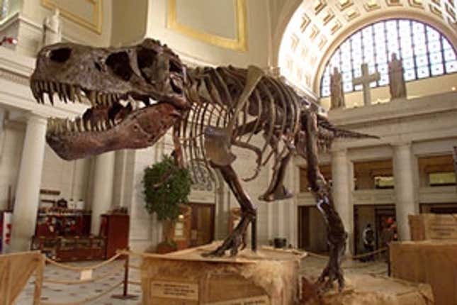 Methuselah stands on display at the Creationist Museum of Natural History.
