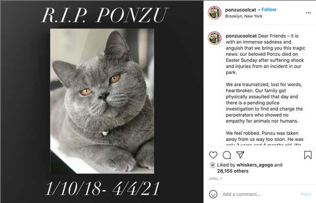 Image for article titled The Weird, Sad, and Hyper-Local Tale of Ponzu, the Influencer Cat Who Died in a Brooklyn Park