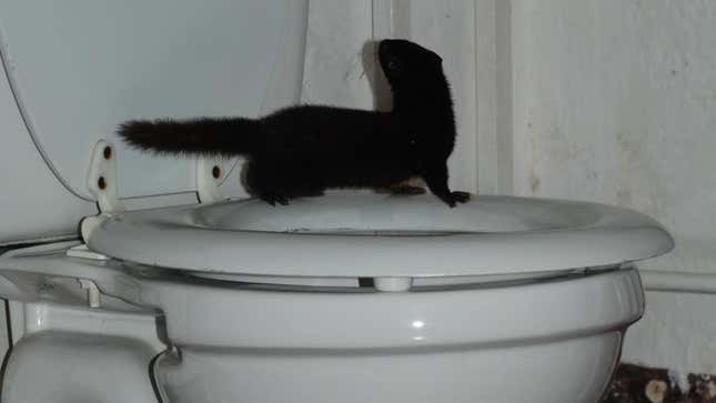        Toilet weasel