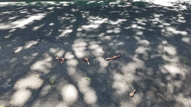 Image for article titled Massive Chicken Spill Turns Idyllic Brooklyn Street Into Grisly River Of Carnage