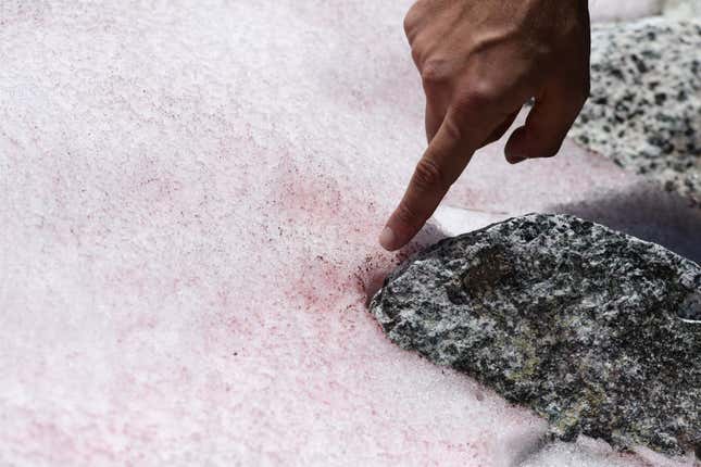 Biagio Di Mauro señala la nieve rosada el 4 de julio de 2020, en la cima del glaciar Presena cerca de Pellizzano.