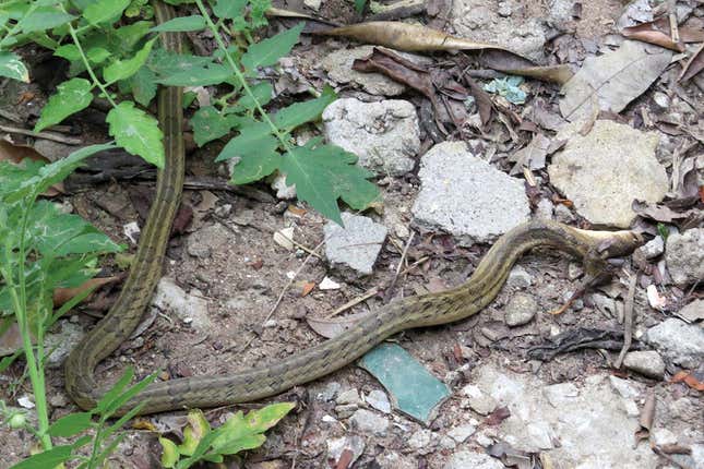 A kukri snake, having come into contact with the toad poison, is seen rubbing itself against leaves and rocks to remove the toxin from its face. The toad jumped several feet away, but was later recaptured.
