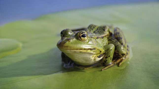Frogs say they ultimately see themselves rising in the food chain to a position somewhere between raccoons and wolverines.