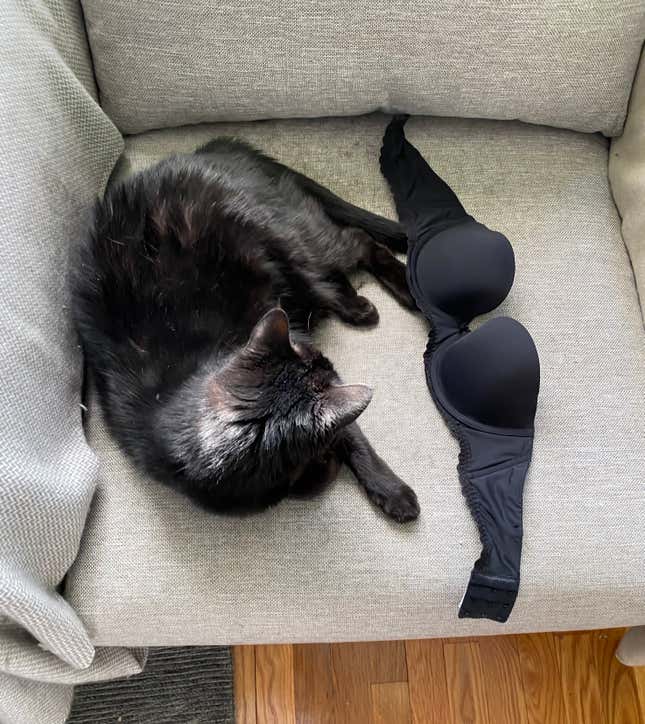 Image for article titled Are Cats Tinier Than Furniture? An Investigation