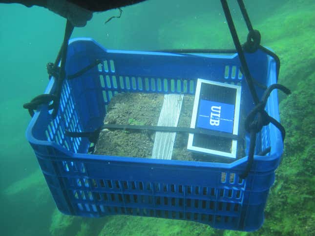 The stone container as it was being raised to the surface.