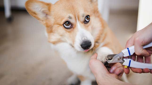 Image for article titled How to Safely Trim Your Dog&#39;s Nails