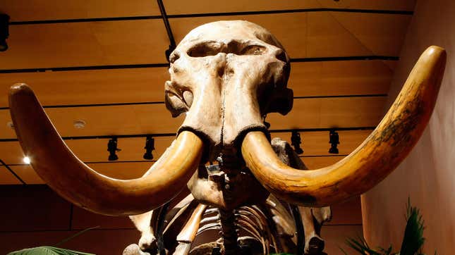 Image for article titled Scientists Could Soon Resurrect the Woolly Mammoth—but Should They?