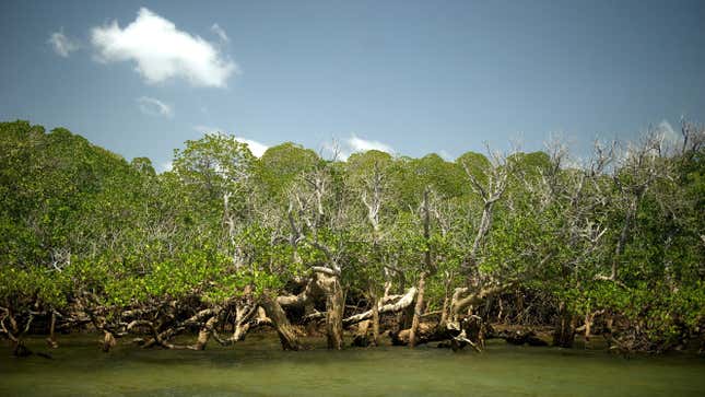 Image for article titled Sea Level Rise Could Drown Mangrove Forests By 2050