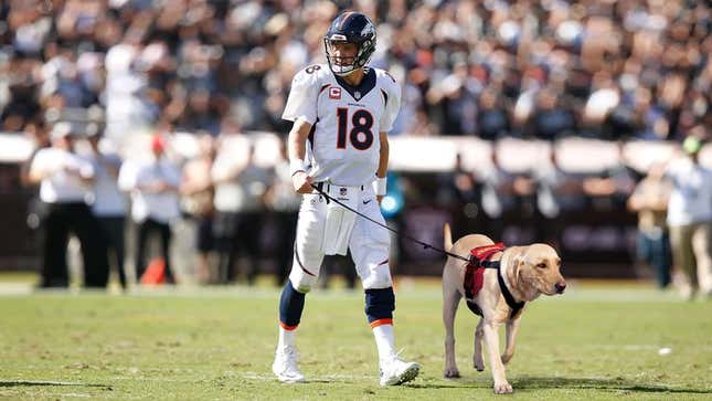Image for article titled Aging Peyton Manning Now Forced To Take Field With Assistance Dog