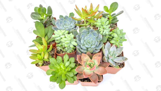   12 Pack of Fully Rooted Succulents | $24 | Amazon 