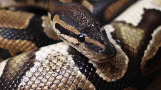 Image for article titled Woman Found Dead With A Python Around Her Neck in House Full of 140 Snakes