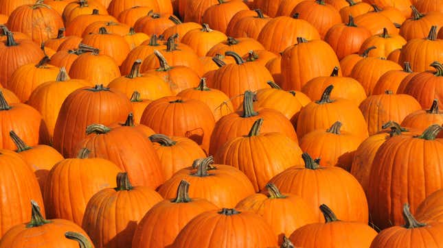 Several rows of bright orange pumpkins