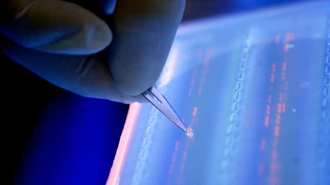 A DNA fragment is cut under UV light for DNA sequencing.