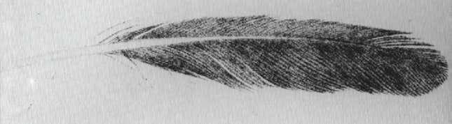 The 1862 drawing of the fossil feather. showing an assumed quill.