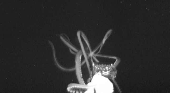 This giant squid, filmed last year, looked to be some 10 to 12 feet long.