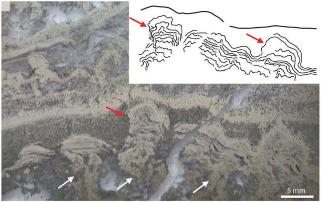 Imagen para el artículo titulado Encuentran la evidencia más temprana de vida en rocas de Australia de hace 3.500 millones de años