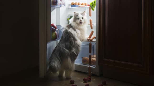 长发灰色和白色的猫偷了香肠从打开的冰箱。直立行走的爪子在架子上,回头看相机。