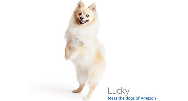 Image for article titled Amazon's Error Dogs, Ranked