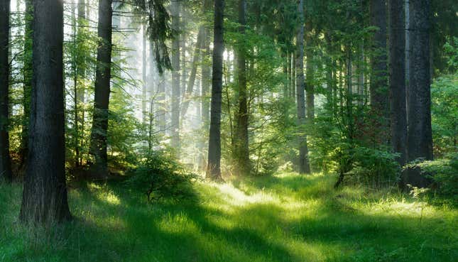Image for article titled It&#39;s Time to Reduce Stress With Some Virtual Forest Bathing