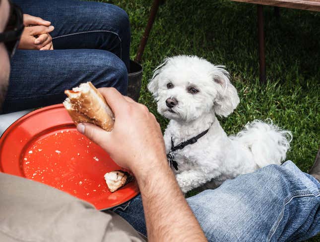 Image for article titled Dog Unaware It Isn&#39;t Starving
