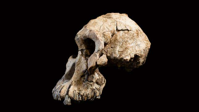 The new A. anamensis fossil.