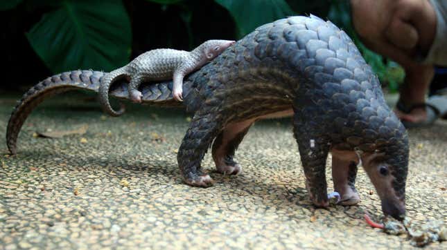 Two pangolins at a zoo in Bali, Indonesia, in 2014.