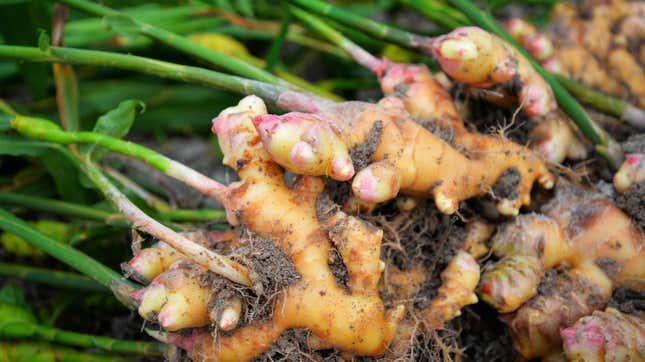 Image for article titled How to Grow Ginger at Home