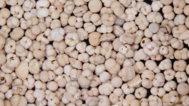 At first glance, this looks like popcorn. However, they’re actually forams, and there a number of different species in the photo. 
