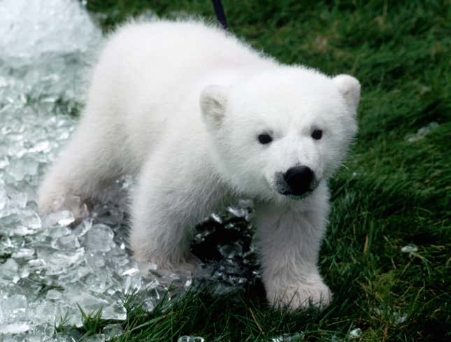 Image for article titled Polar Bear Cub Just Knows He’s Going To Be Last Of Species
