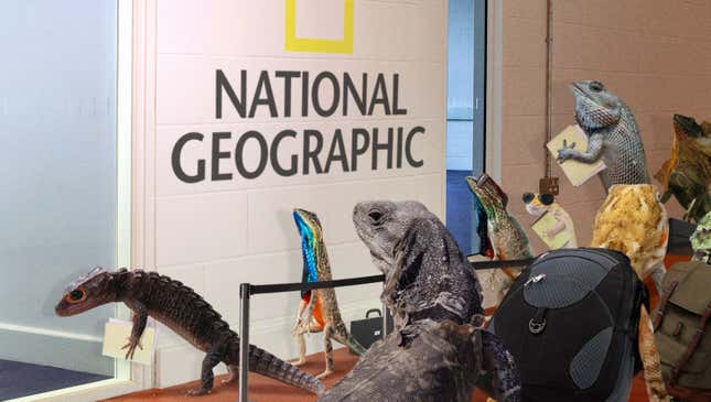 Image for article titled Line Of Lizards Winding Out Door Outside National Geographic Casting Office