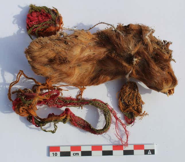 A sacrificed guinea pig found at Tambo Viejo.