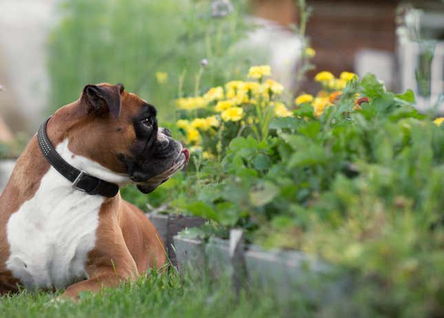 A boxer dog lies next to a garden bed full of green plants and yellow flowers. It has its tongue out. 