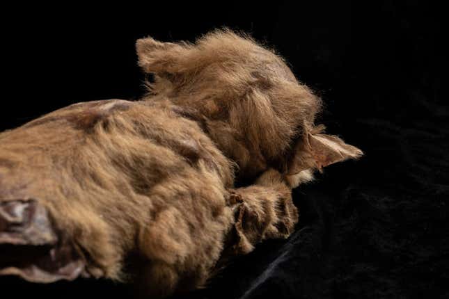 Imagen para el artículo titulado Un minero canadiense encuentra un cachorro de lobo de 57.000 años todavía cubierto de piel