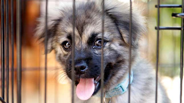 Image for article titled Animal Shelter’s Free Adoption Day Not Even That Good Of Deal