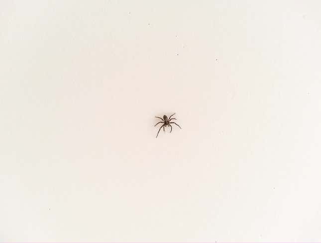 Image for article titled Report: Spider