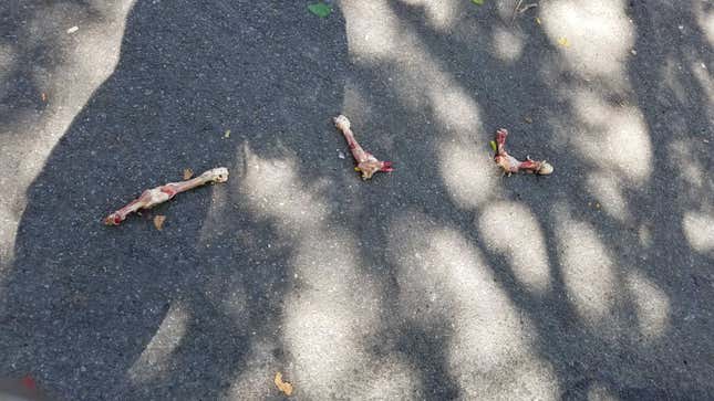 Image for article titled Massive Chicken Spill Turns Idyllic Brooklyn Street Into Grisly River Of Carnage