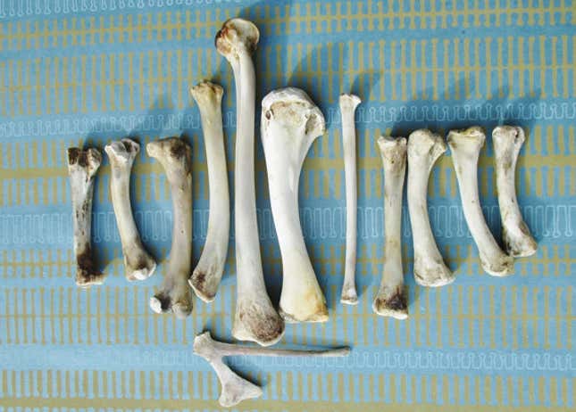 Chicken bones via Etsy