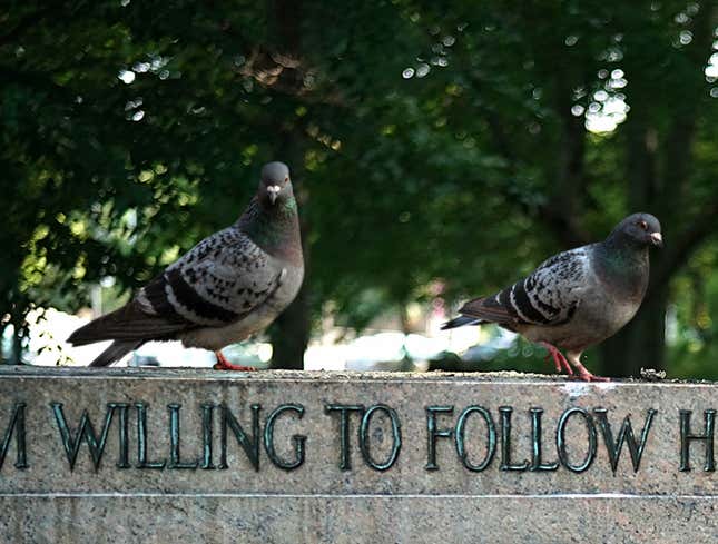 Image for article titled Baltimore Pigeons Shocked To Find Beloved Shitting Statues Gone