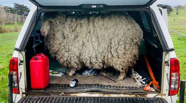 Imagen para el artículo titulado Esto es lo que pasa cuando una oveja regresa a casa tras 7 años aislada sin contacto humano