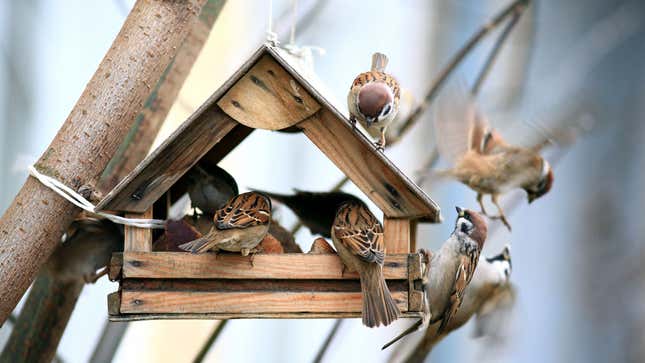Image for article titled Local Birds Pissed Off Feeder Full Of Tourists