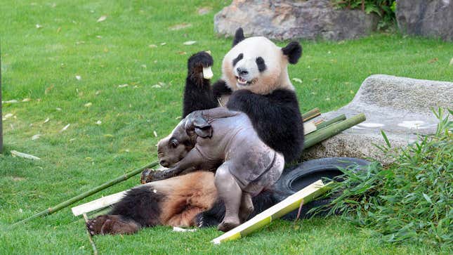 Image for article titled Confused Zoo Officials Awkwardly Celebrate After Endangered Panda Gives Birth To Healthy Northern White Rhino