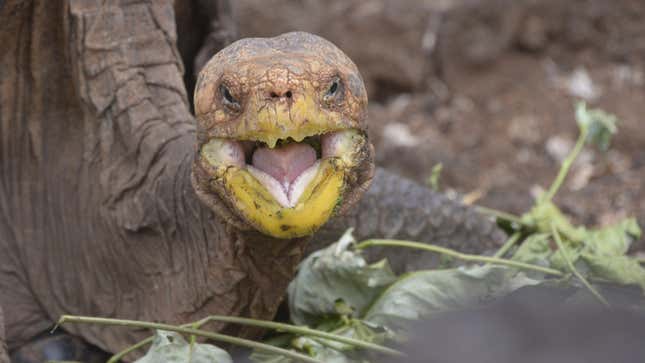 Image for article titled After Saving a Species Through Sheer Horniness, This Tortoise is Heading Home
