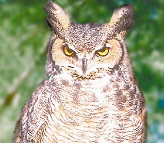 Image for article titled Owls Are Assholes