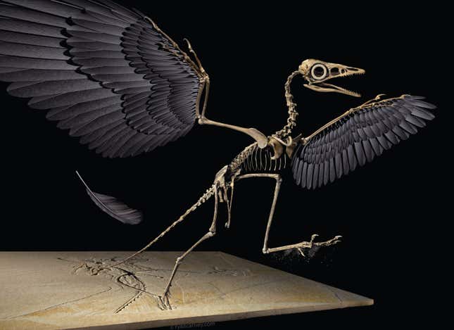 Artistic impression of an Archaeopteryx skeleton, including a falling primary covert feather.