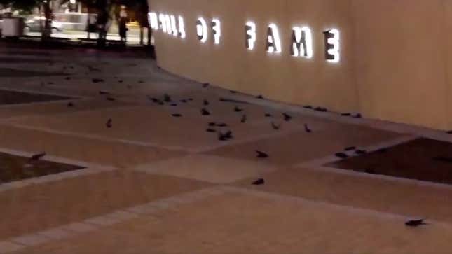Image for article titled Gruesome Bird Massacre At The NASCAR Hall Of Fame